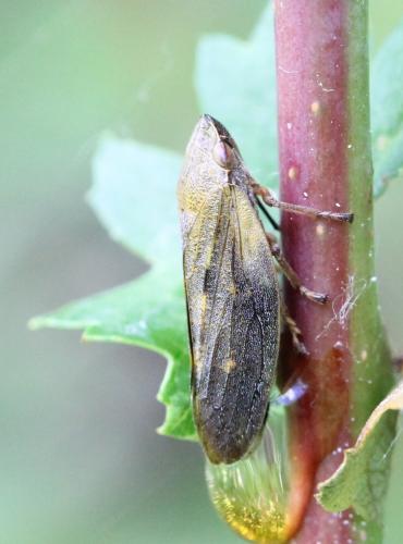Réf. 122 154 : Aphrophora sp.