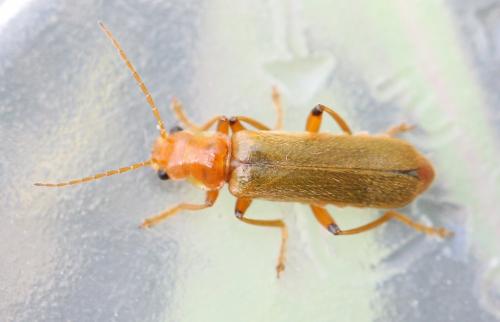 Cantharis cryptica