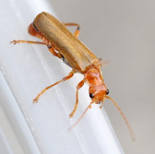 Réf. 122 178 : Cantharis cryptica