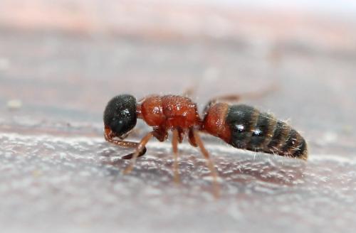 Myrmosa atra