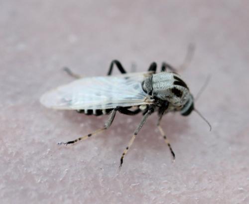 Réf. 122 113 : Sphaeromias pictus
