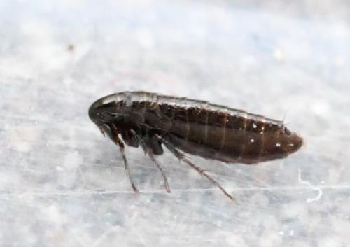 Réf. 122 168 : Ceratophyllus sp.