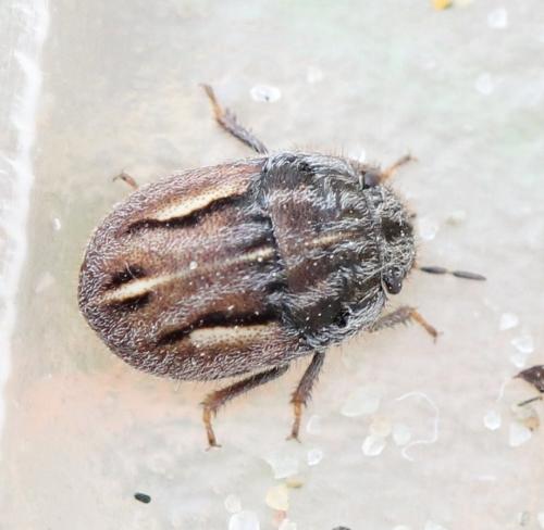 Réf. 122 557 : Odontoscelis lineola