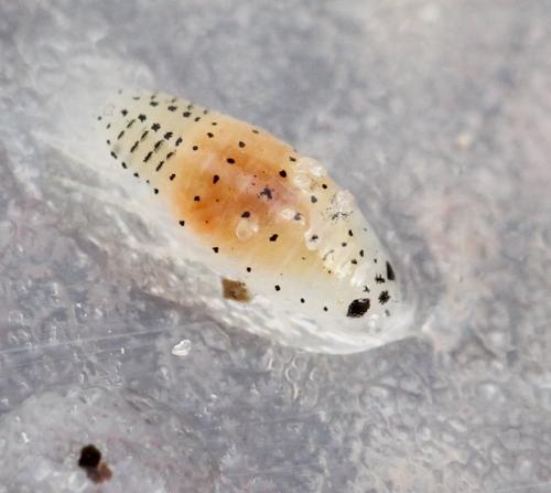 Réf. 122 244 : Eurydice sp.