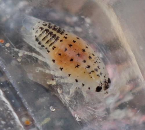 Réf. 122 254 : Eurydice sp.