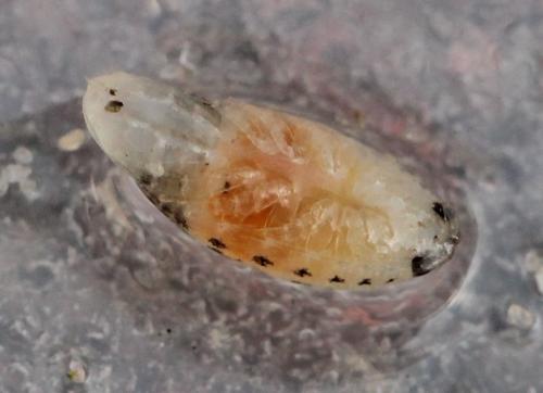 Réf. 122 255 : Eurydice sp.