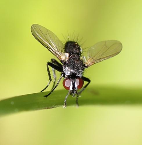 Réf. 122 761 : Phania funesta
