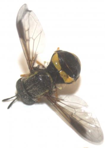 Chrysotoxum bicinctum