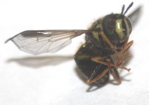 Chrysotoxum bicinctum