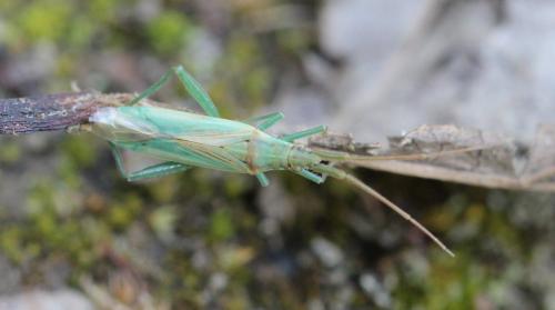 Stenodema laevigata
