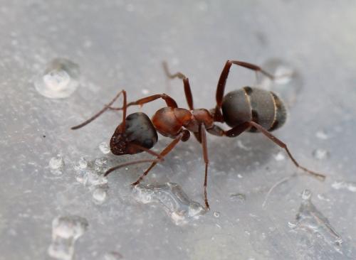 Réf. 122 392 : Formica rufibarbis