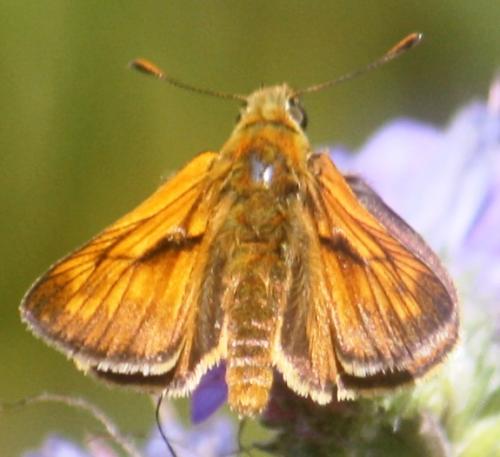 Ochlodes sylvanus
