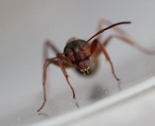 Réf. 122 394 : Formica rufibarbis
