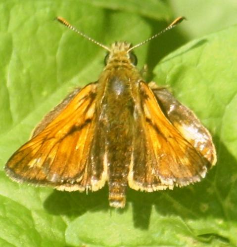 Réf. 122 356 : Ochlodes sylvanus