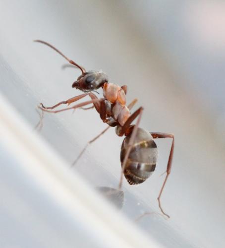 Réf. 122 393 : Formica rufibarbis