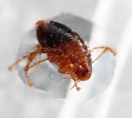 Archaeopsylla erinacei