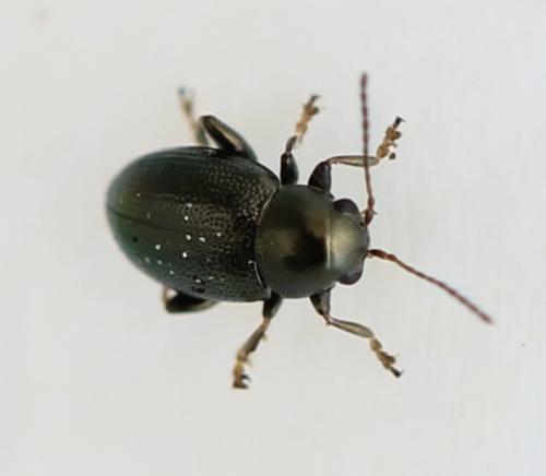 Réf. 122 653 : Chaetocnema sp.