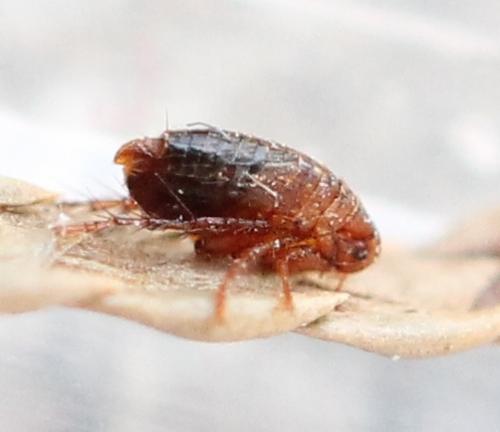 Archaeopsylla erinacei