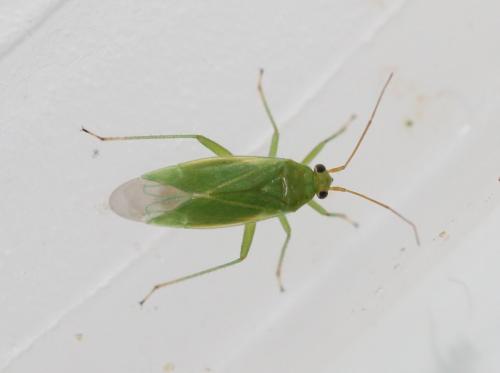 Réf. 122 630 : Orthotylus sp.