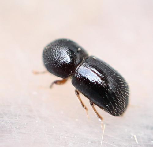 Xylosandrus germanus