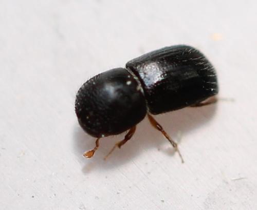 Réf. 122 648 : Xylosandrus germanus