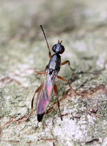 Megamerina dolium