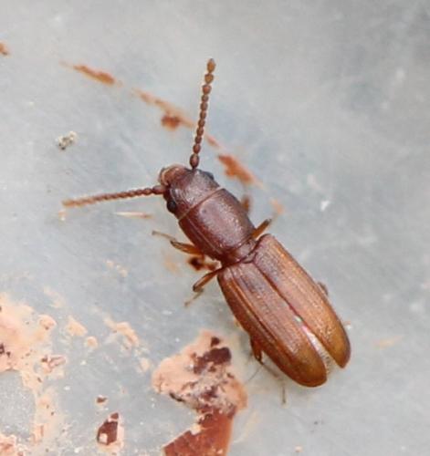 Cryptolestes sp.