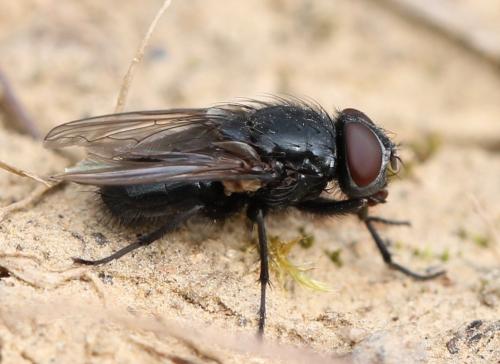 Pollenia amentaria