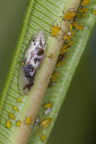 Réf. 122 410 : Episyrphus balteatus