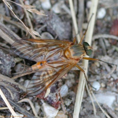 Rhagio tringarius