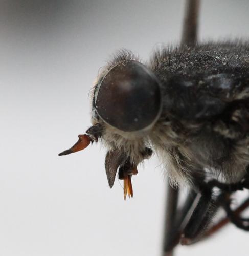 Réf. 122 627 : Hybomitra bimaculata