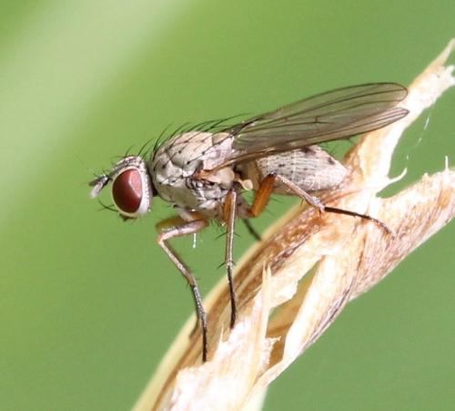 Coenosia sp.