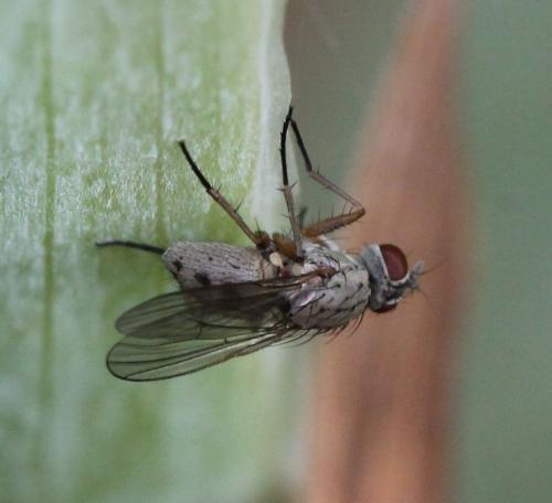 Coenosia sp.