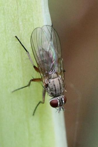 Coenosia sp.