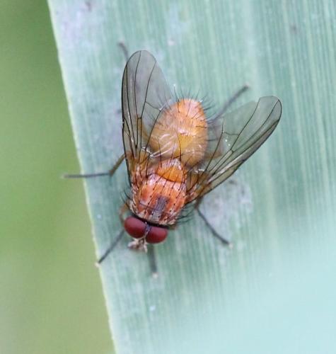 Réf. 122 965 : Phaonia pallida