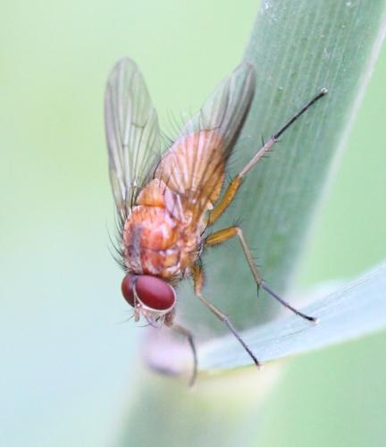 Phaonia pallida