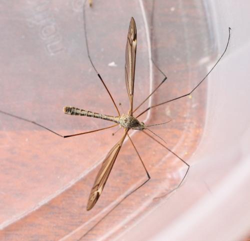 Réf. 122 893 : Tipula lateralis