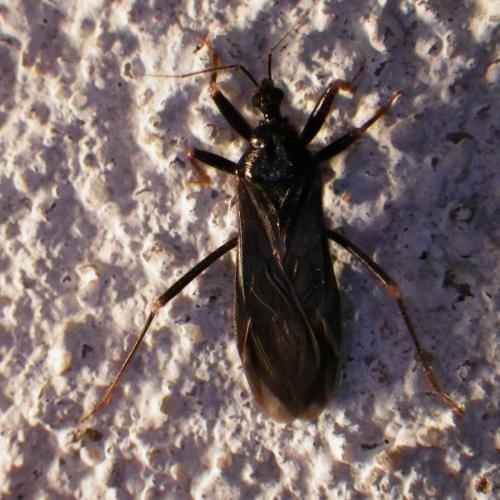 Reduvius personatus