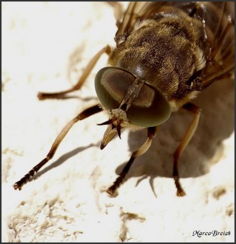 Réf. 122 377 : Tabanus sp.