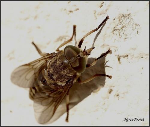 Réf. 122 376 : Tabanus sp.
