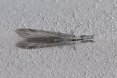 Acanthaclisis occitanica