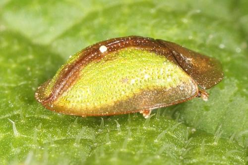 Réf. 122 409 : Cassida sp.