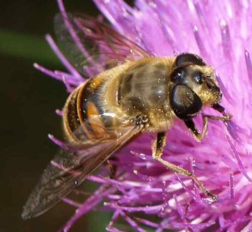 Eristalis tenax