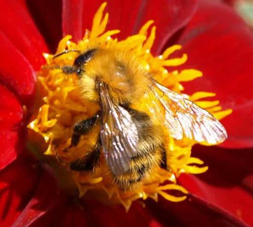 Bombus pascuorum