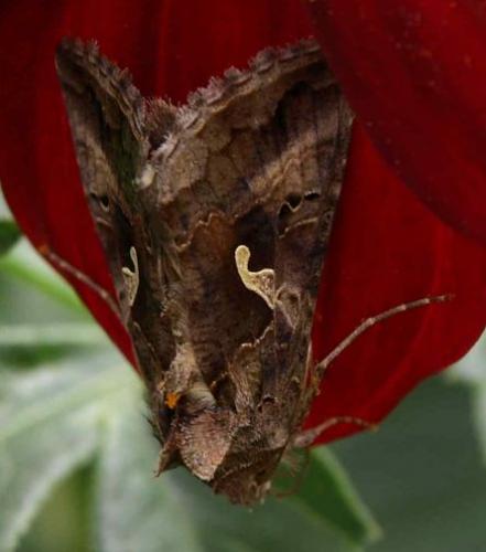 Autographa gamma