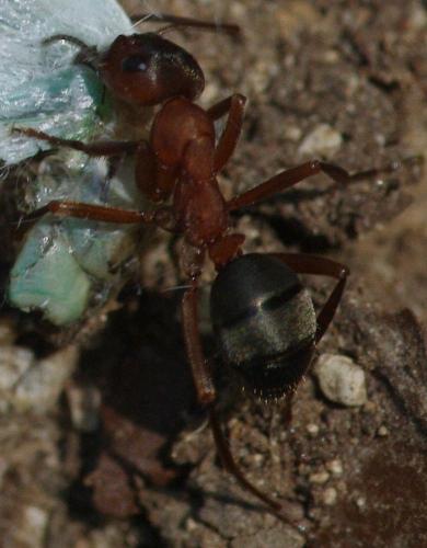 Réf. 122 552 : Formica sanguinea