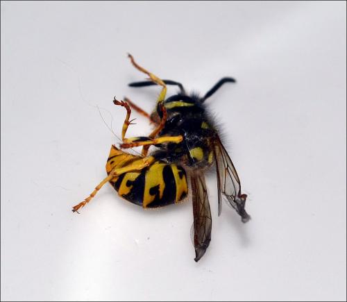 Vespula germanica