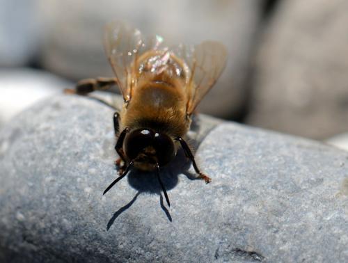 Apis mellifera