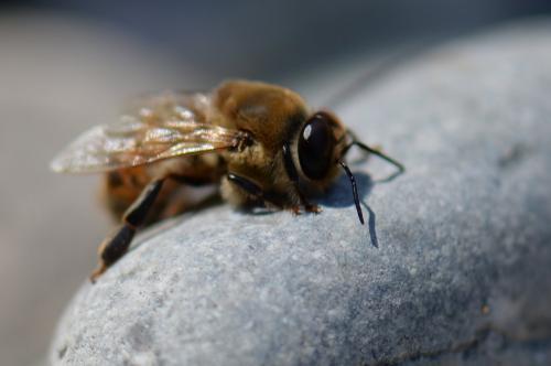 Réf. 122 096 : Apis mellifera