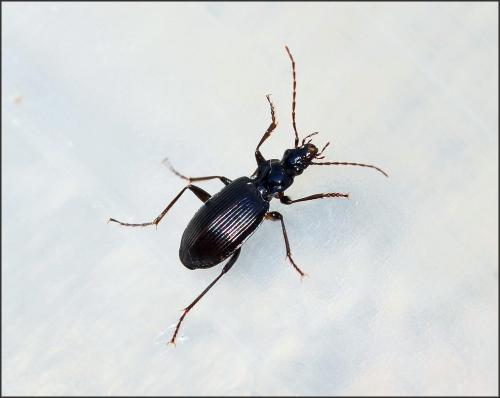 Réf. 122 982 : Platynus assimilis